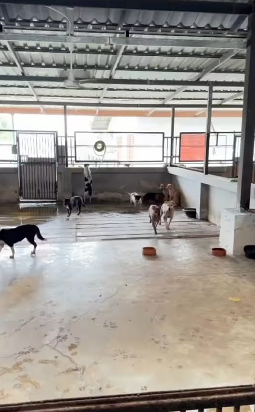 เปิดโมเมนต์ อั้ม พัชราภา อาบน้ำให้น้องหมาจร เลี้ยงไว้ 130 ตัว