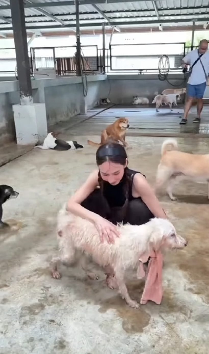 เปิดโมเมนต์ อั้ม พัชราภา อาบน้ำให้น้องหมาจร เลี้ยงไว้ 130 ตัว