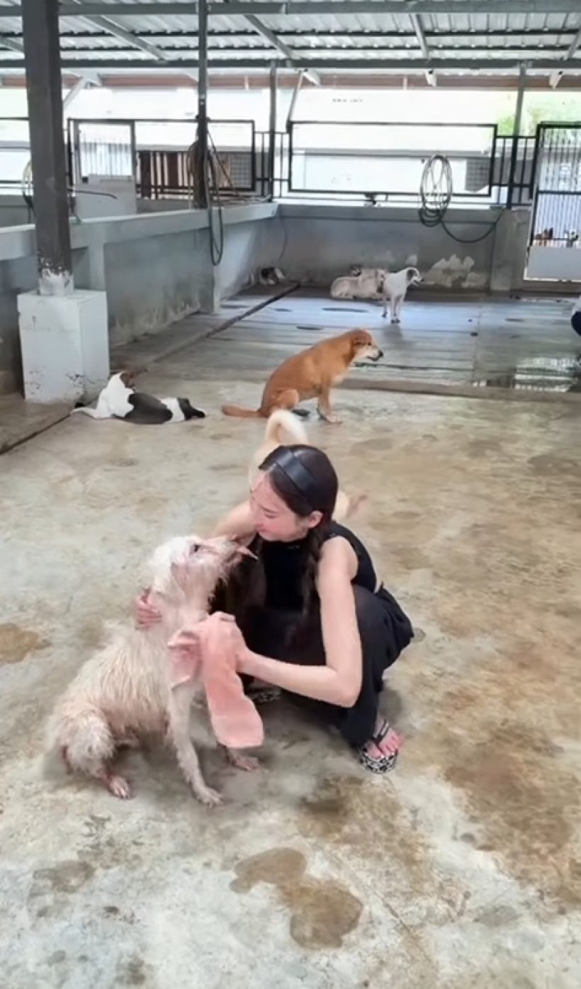 เปิดโมเมนต์ อั้ม พัชราภา อาบน้ำให้น้องหมาจร เลี้ยงไว้ 130 ตัว