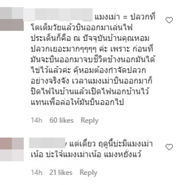 ต้นหอม เครียดหนัก! พาดูต้นตอ กองทัพแมลงเม่าบุก (คลิป)