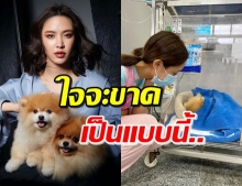 ‘น้ำชา’ บอกไม่ไหวแล้ว! หลังสุนัขแสนรักอายุ 16 ปี ป่วยหนัก