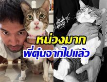 เกรท วรินทร เเจ้งข่าวเศร้า ไข่ตุ๋น กลับดาวเเมวเเล้ว