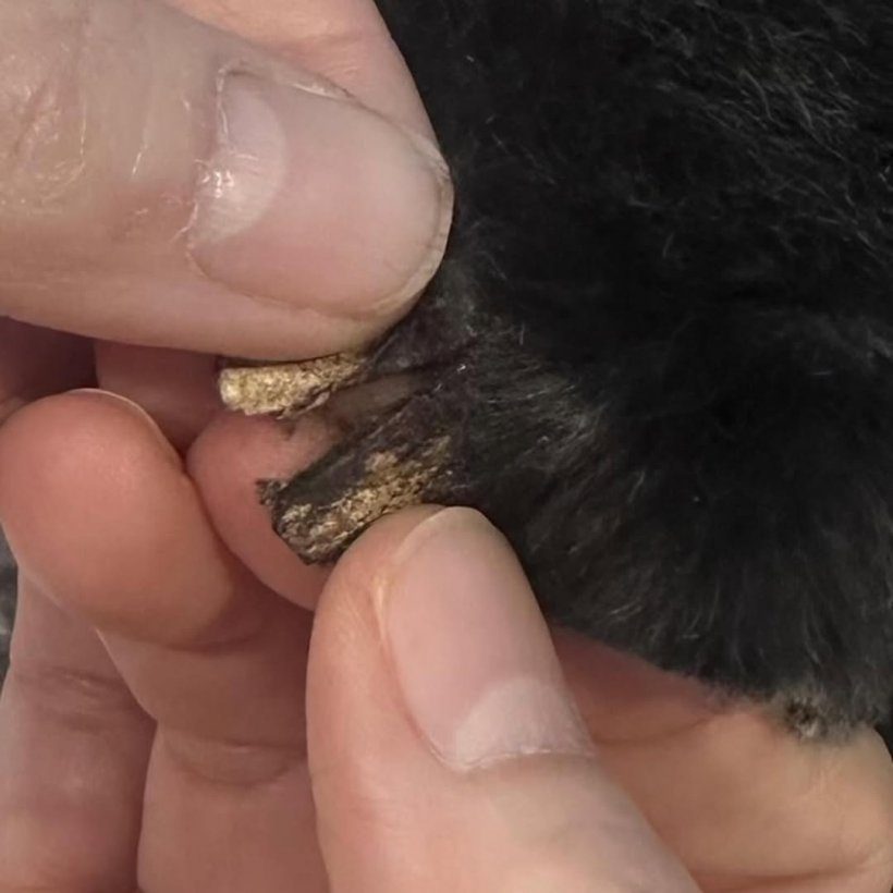 ยิ่งเห็นยิ่งเดือด! หนูเล็ก เปิดแชทคลินิกทักบอกแบบนี้