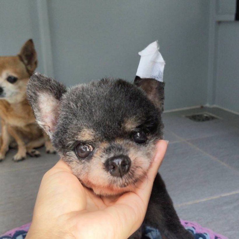 ยิ่งเห็นยิ่งเดือด! หนูเล็ก เปิดแชทคลินิกทักบอกแบบนี้