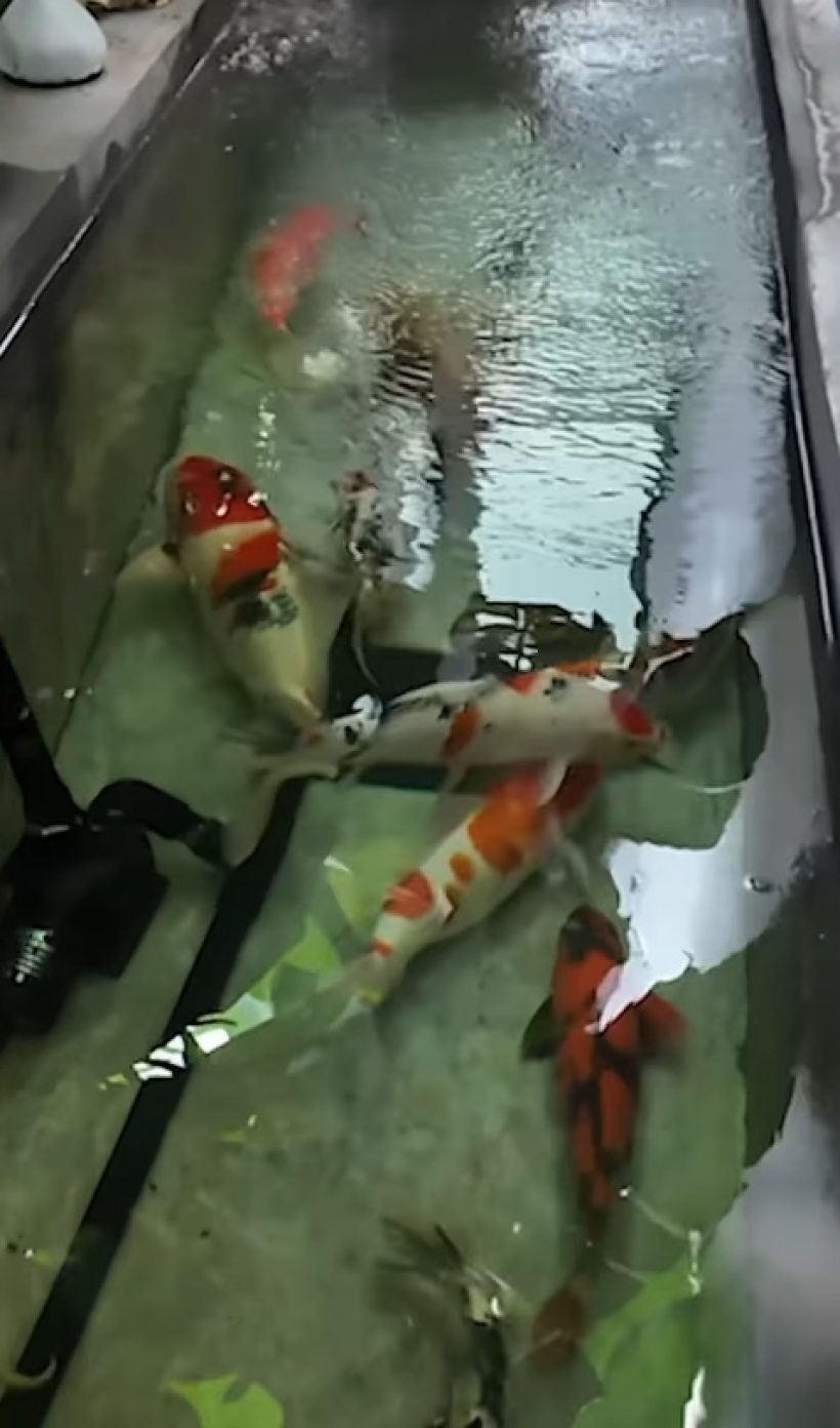 เปิดบ้านหลังใหม่ แพท ณปภา สามีซื้อให้ อึ้ง! ราคาแชนเดอร์เลีย