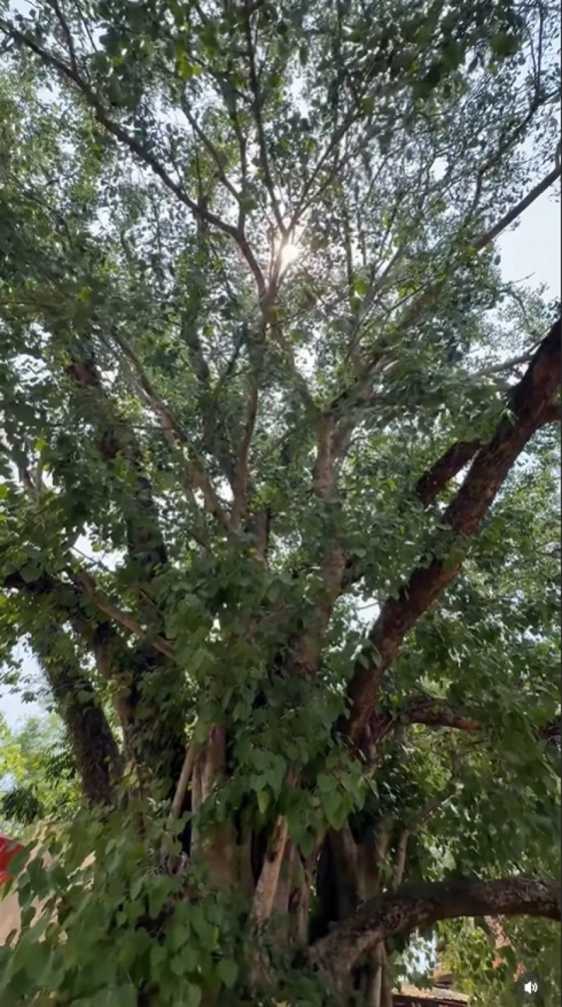 ไม่ธรรมดา! แม่น้อย-หญิง รฐา เผยที่มาตระกูล โพธิ์งาม