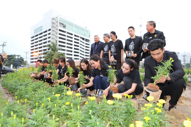 หยาดเหงื่อพระราชา ศิลปินดารา ร่วมปลุกดอกดาวเรืองบานสะพรั่งทั่วแผ่นดิน 