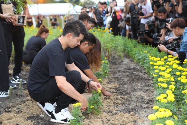 หยาดเหงื่อพระราชา ศิลปินดารา ร่วมปลุกดอกดาวเรืองบานสะพรั่งทั่วแผ่นดิน 