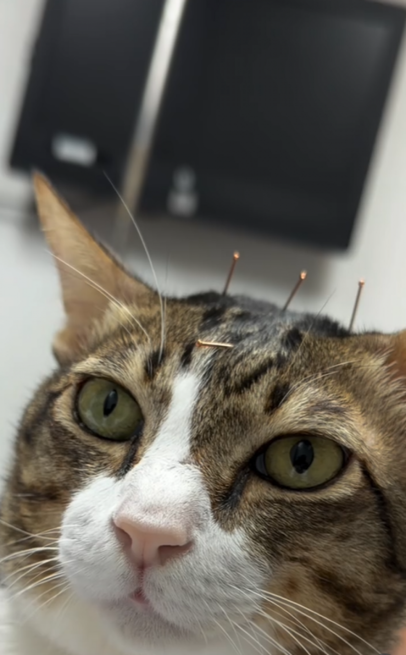 เกรท วรินทร อัปเดตอาการไข่ตุ๋น ทำคุณพ่อน้ำตาซึม!