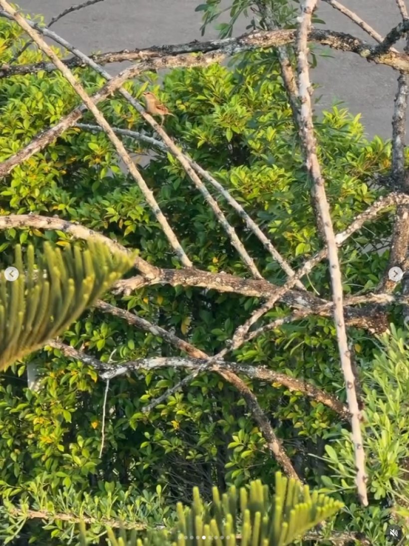 หลุดเต็มๆ!หลิงหลิงโชว์บ้านใหม่ แต่ชาวเน็ตโฟกัสผิดจุด แอบซุกรูปคู่!