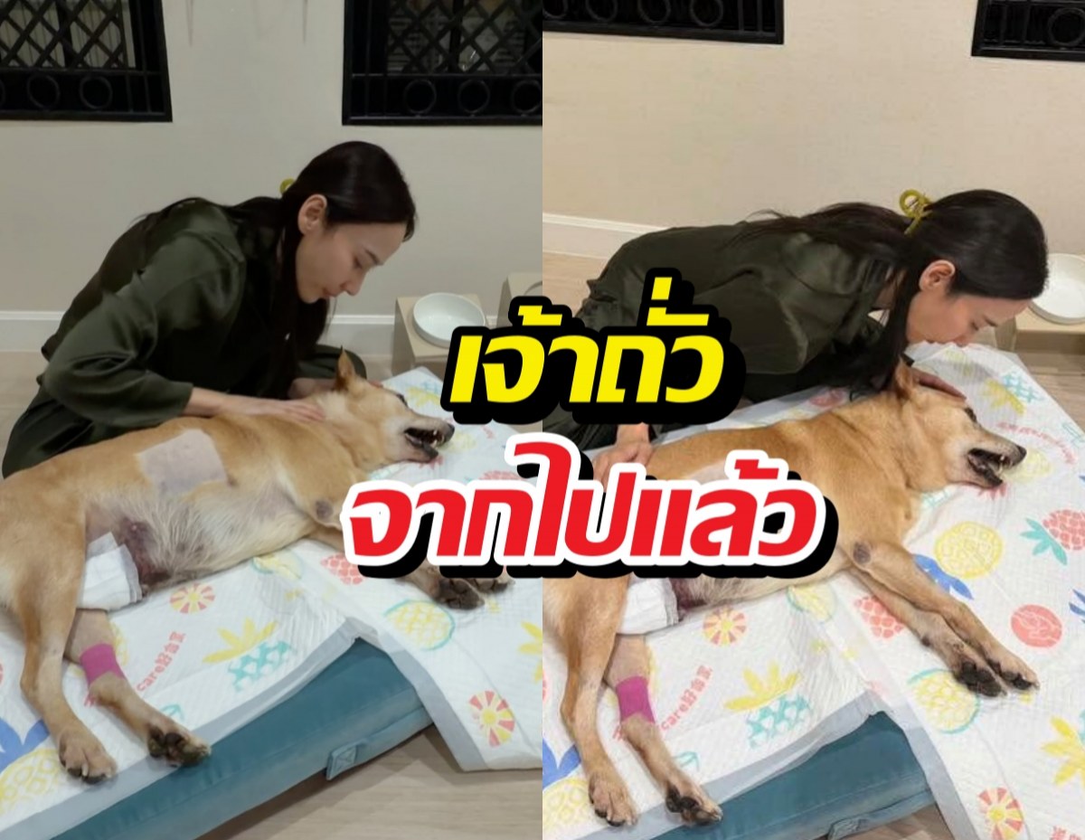 เศร้า อั้ม พัชราภา แจ้งข่าวเศร้า น้องหมาเจ้าถั่วจากไปแล้ว