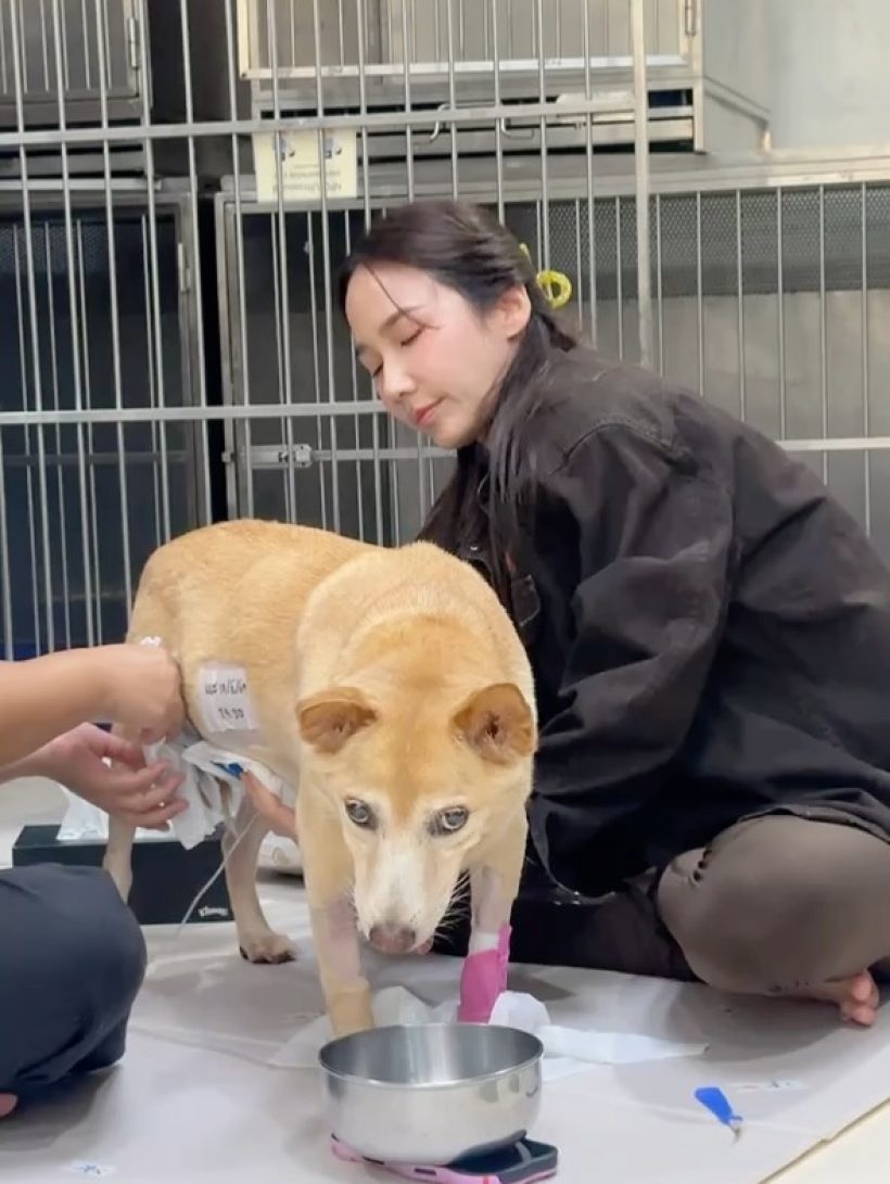 เศร้า อั้ม พัชราภา แจ้งข่าวเศร้า น้องหมาเจ้าถั่วจากไปแล้ว