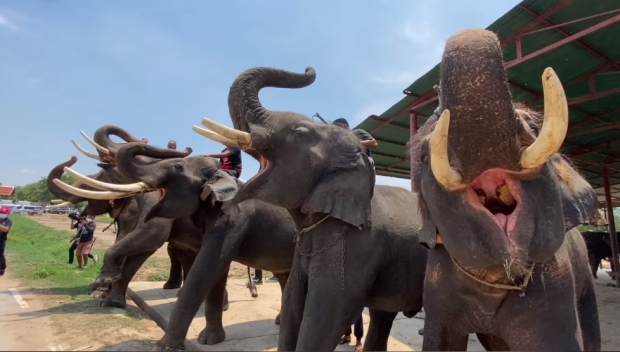 นาทีสุดซึ้ง! ฝูงช้างต้อนรับคำนับ บิณฑ์-ไทด์ หลังเข้าช่วยเหลือ (คลิป)