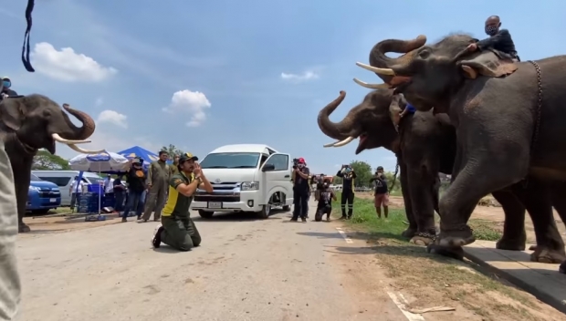 นาทีสุดซึ้ง! ฝูงช้างต้อนรับคำนับ บิณฑ์-ไทด์ หลังเข้าช่วยเหลือ (คลิป)