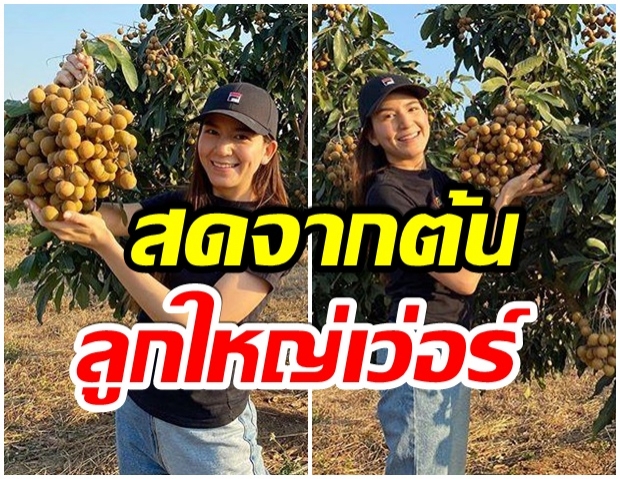 บุกสวนลำไย พลอย ชิดจันทร์ สุดปัง เนื้อที่กว่า 280 ไร่ 