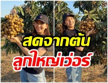 บุกสวนลำไย พลอย ชิดจันทร์ สุดปัง เนื้อที่กว่า 280 ไร่