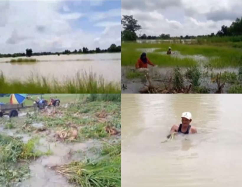 ช็อค! ฮาย อาภาพร เปิดสภาพน้ำท่วมไร่นา เสียหายกว่า200ไร่