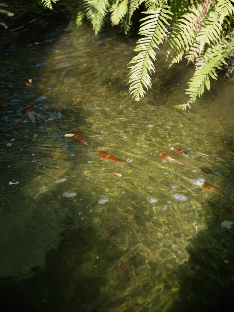 ส่องบ้าน แอน ทองประสม เขียวร่มรื่นโอบล้อมด้วยธรรมชาติ