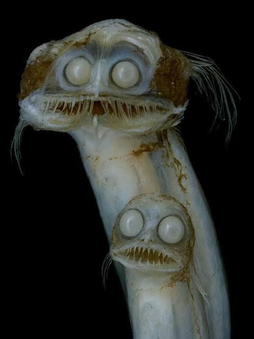 ทำถึงเกิ๊น! ซุปตาร์สาวแหวกแนวแต่งเป็นปลาทะเลน้ำลึก ทายซิใคร?!